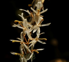Otochilus fuscus