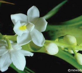 otostylis brachystalix 1